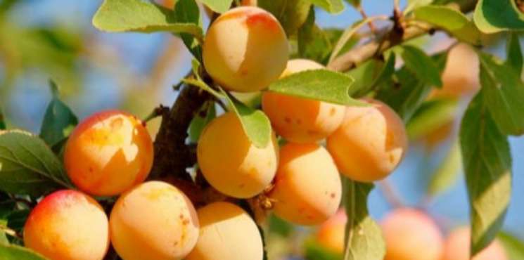 De Metz ou de Nancy, elles sont bonnes les mirabelles De Metz ou de Nancy, elles sont bonnes les mirabelles