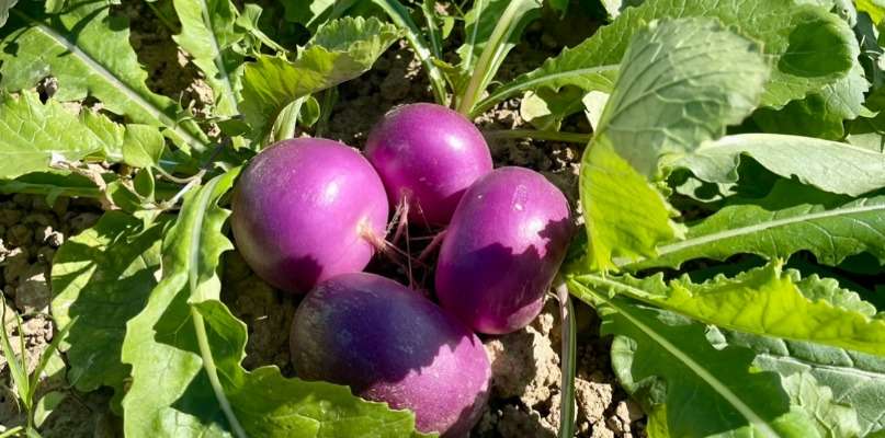 Les tous premiers légumes primeurs navets