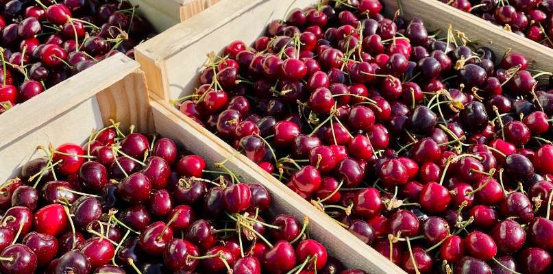 Arrivée des cerises imminente !
