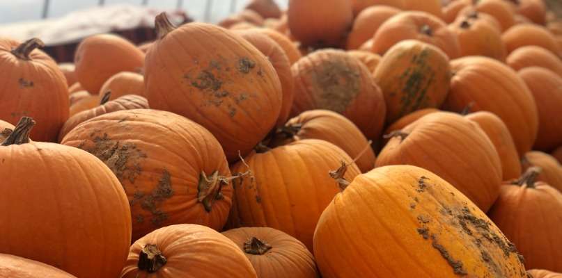 Les citrouilles d'Halloween sont là citrouilles