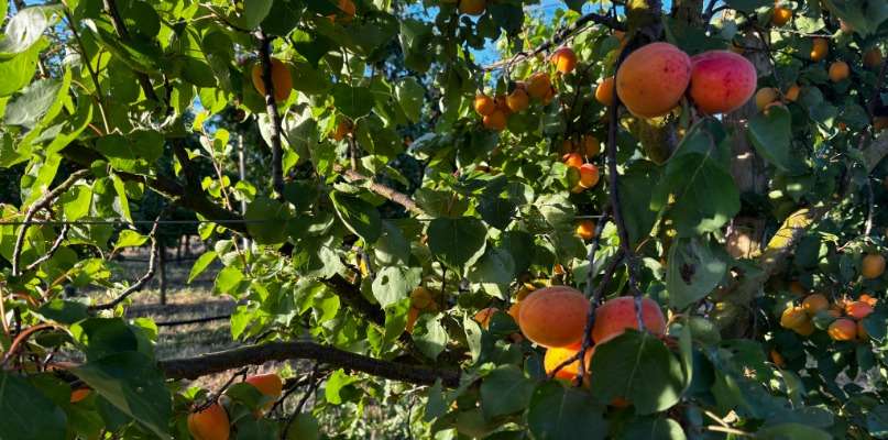 abricots