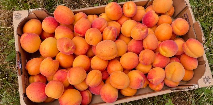 abricots