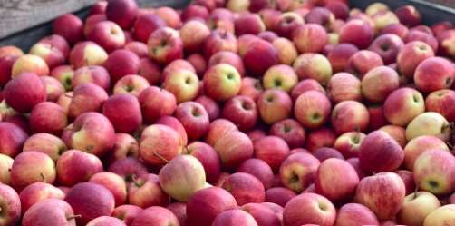 Promotion sur nos pommes ! promotion pommes