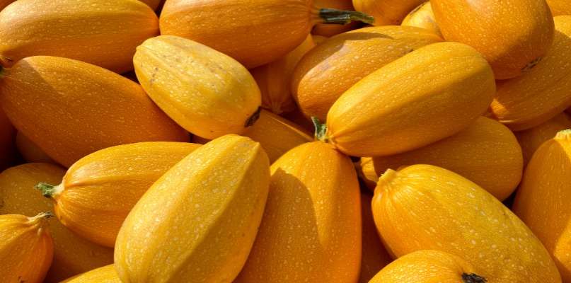 Courges Spaghetti dès aujourd'hui ! courges spaghetti