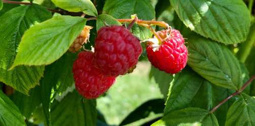 Faites le plein de fruits rouges ! Fruits rouges