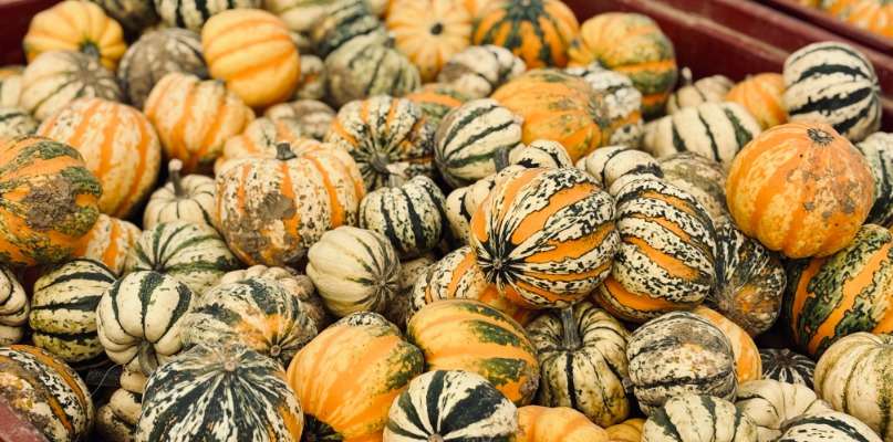 Promotion sur nos courges ! courges