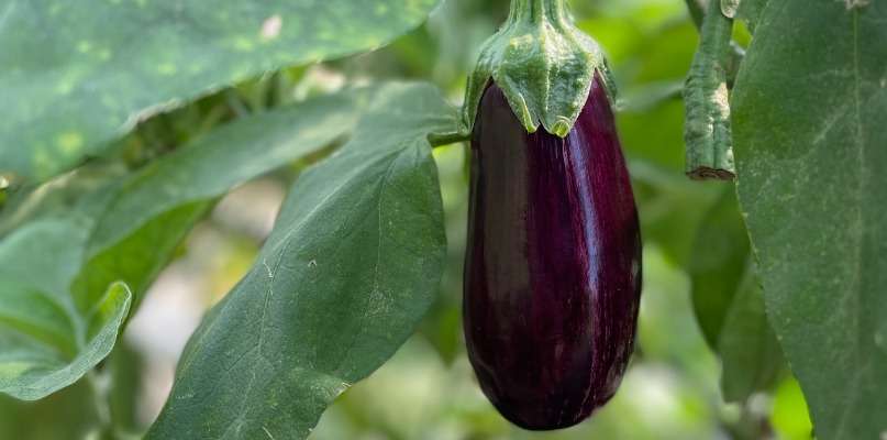 aubergines