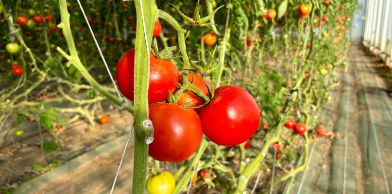 Tout doit disparaitre ! tomates