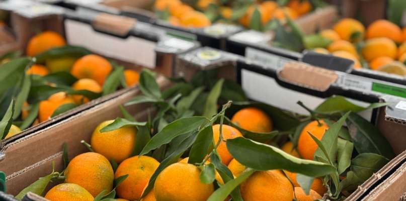 Les clémentines Corse de retour ! clémentines