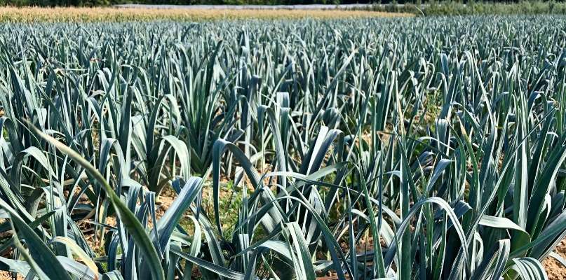 Promotion sur nos poireaux !