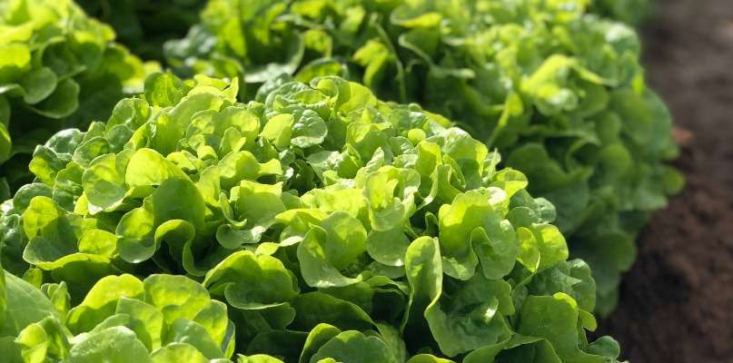 Promotion sur les salades !