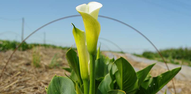 arums