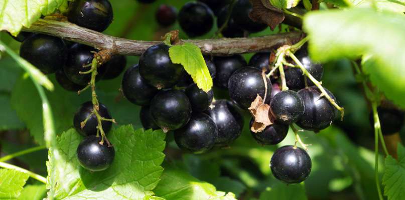 cassis cassis