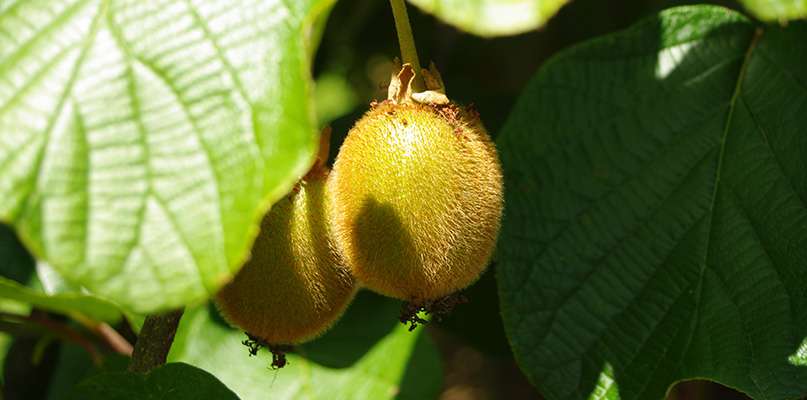 kiwis