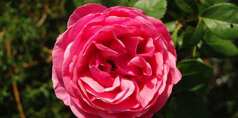 roses roses