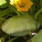 Cueillette de Torfou Le pâtisson